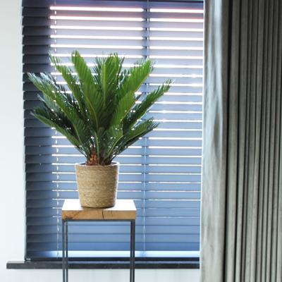 Sagopalm 'Cycas Revoluta'