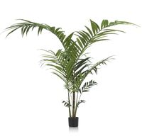 Kentia palm plant 210cm