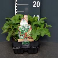 Schuimbloem (tiarella cordifolia) bodembedekker - 4-pack - 1 stuks - thumbnail