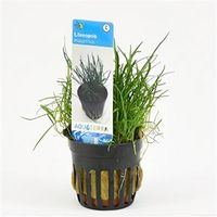 Lilaeopsis mauritiana - 6 stuks - aquarium plant