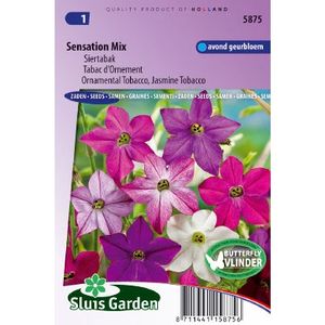 Nicotiana Alata zaden Sensation Mix siertabak