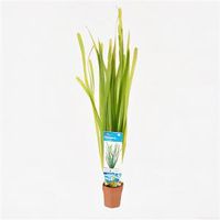 Vallisneria spiralis - 10 stuks - aquarium plant