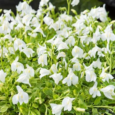 Moerings Mazus reptans Wit - Witte mazus