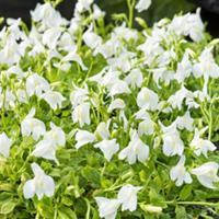 Moerings Mazus reptans Wit - Witte mazus