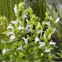 Witte Virginische lobelia (Lobelia siphilitica “Alba”) moerasplant (6-stuks) - thumbnail