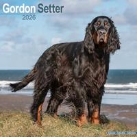 Gordon Setter Calendar 2026 Square Dog Breed Wall Calendar - 16 Month