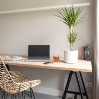 Dekbed Discounter XL Drakenboom  'Dracaena Marginata' Accessoire : Sierpot zwart , Plantenvoeding : Met plantenvoeding