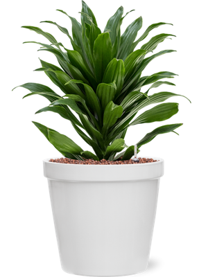 Dracaena Compacta in Feliz Conica Wit