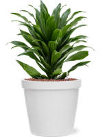 Dracaena Compacta in Feliz Conica Wit