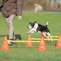 TRIXIE 32091 hond & kat accessoire voor gedragstraining - thumbnail