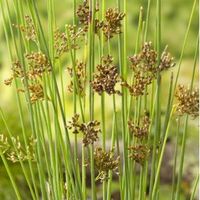 Zeegroene Rus (Juncus inflexus) moerasplant (6-stuks) - thumbnail