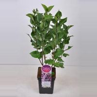 Sering (syringa vulgaris "Mme Antoine Buchner") - 50-70 cm - 1 stuks