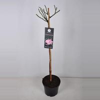 Trosroos op stam (rosa "Laminuette") - 90 cm - 1 stuks - thumbnail