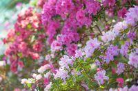 Japanse Azalea - thumbnail