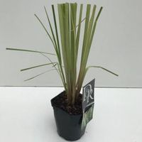 Pampasgras (Cortaderia selloana "Pumila") siergras - In 2 liter pot - 1 stuks