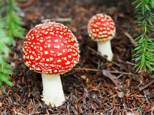 Tuinposter Paddestoelen 3