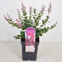 Dwergsering (syringa Bloomerang®"Pink Perfume") - 30-50 cm - 1 stuks - thumbnail