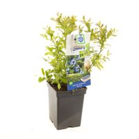 Blauwe bosbes Vaccinium cor. Bluecrop struik 60 cm