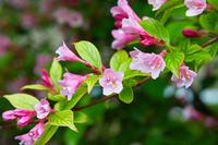 Weigela op stam - thumbnail