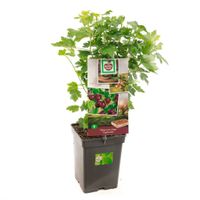 Kruisbes Ribes u.-c. Captivator struik 60 cm