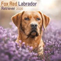 Fox Red Labrador Retriever Calendar 2026 Square Dog Breed Wall Calendar - 16 Month