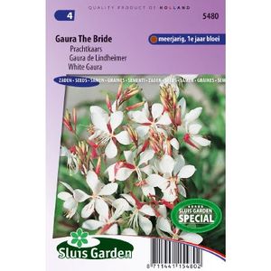 Gaura Lindheimeri zaden The Bride prachtkaars