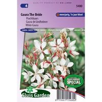 Gaura Lindheimeri zaden The Bride prachtkaars - thumbnail