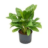 Aglaonema stripes M hydrocultuur plant - thumbnail