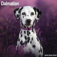 Dalmatian Calendar 2026 Square Dog Breed Wall Calendar - 16 Month