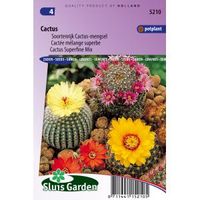 Soortenrijk Cactus mengsel bloemzaden - Cactus - thumbnail