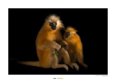 Gouden langoer Art Print National Geographic 50x70cm