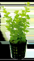 AquaVitaal Lysimachia Nummularia Aurea
