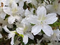 Japanse Azalea