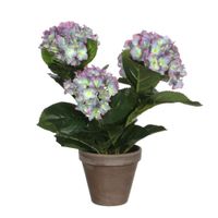 Mica Hortensia in pot paars - thumbnail