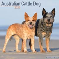 Australian Cattle Dog Calendar 2026 Square Dog Breed Wall Calendar - 16 Month