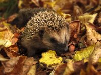 Tuinposter Egel 2