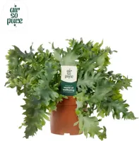 Phlebodium aureum 'Davana' (Zinkvaren, Blauwvaren) 35cm