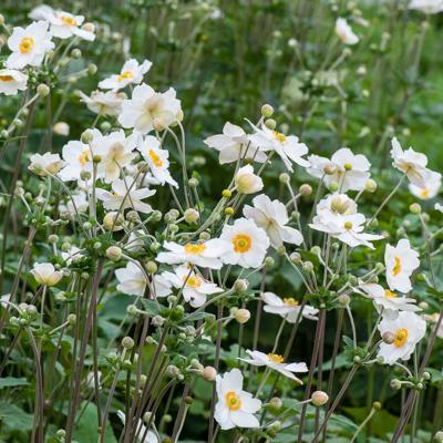 Herfst anemoon - 8-pack