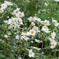 Herfst anemoon - 8-pack