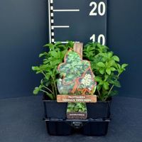 Schaduwkruid (pachysandra terminalis "Green Sheen") bodembedekker - 6-pack - 1 stuks