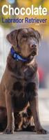 Chocolate Labrador Retriever Slim Calendar 2026 Dog Breed Slimline Calendar - 12 Month
