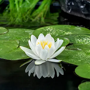 Witte waterlelie / Nymphaea 'Gladstoniana'