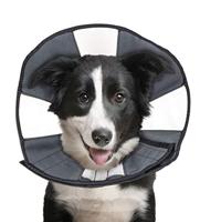 ZenPet Soft Recovery Cone-Large