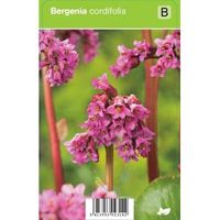 Schoenlappersplant (bergenia cordifolia) voorjaarsbloeier - 12 stuks - thumbnail