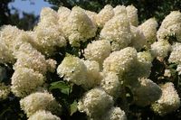 Pluimhortensia - thumbnail