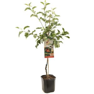 Appelboom Malus d. Rode Jonagold 160 cm