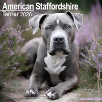 American Staffordshire Terrier Calendar 2026 Square Dog Breed Wall Calendar - 16 Month