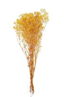 J-Line Droogbloemen - Bundel Gedroogde Gypsophilia Geel