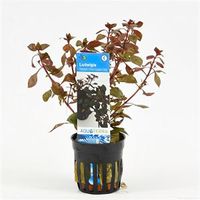 Ludwigia repens mini - rood - 6 stuks - aquarium plant - thumbnail