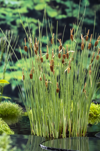 Dwerglisdodde / Typha minima